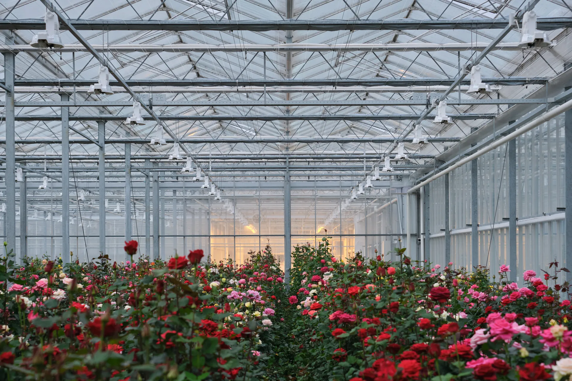 [interplant roses] 2020-11-11 16.37.55 0N5M2990