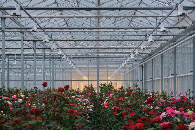 interplant_roses_2020-11-11_16.37.55_0N5M2990