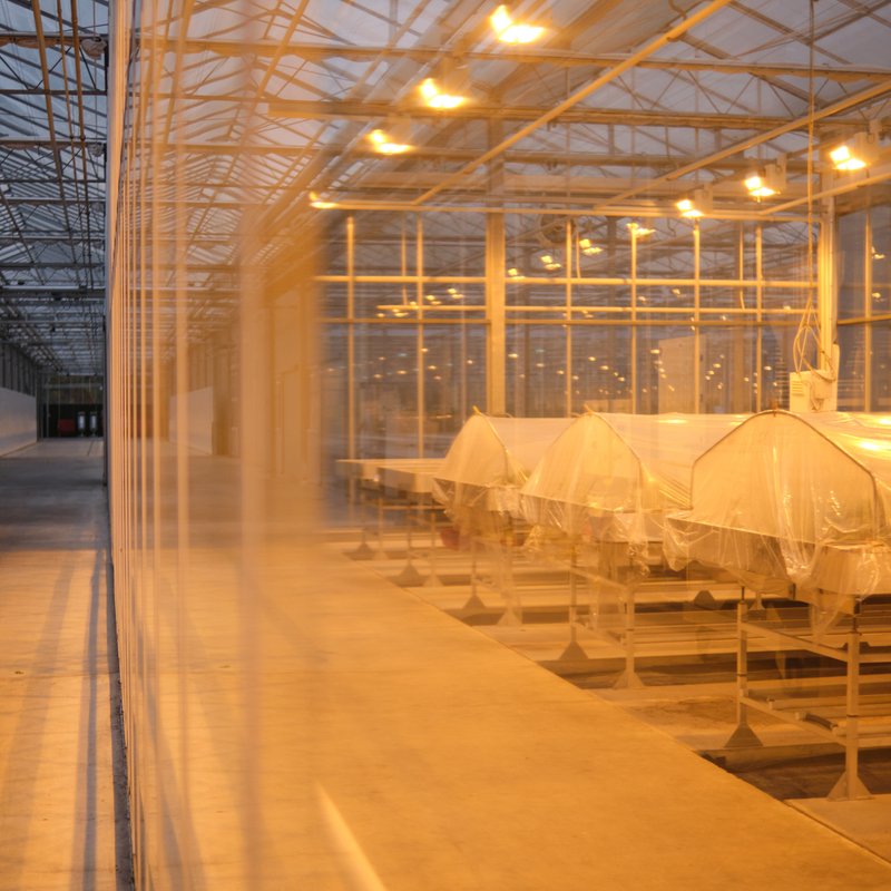 [interplant roses] 2020-11-11 17.06.07 0N5M3072