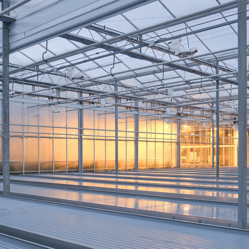 [interplant roses] 2020-11-11 17.11.15 0N5M3107